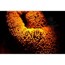 FLUORDIVE Filtre Jaune Pour Masque - Big Blue -Bagages - Autres Sacs Magasin fluordive filtre jaune pour masque big blue 4